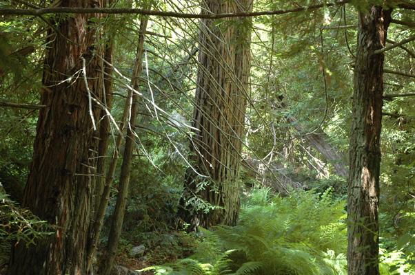 Soberanes Canyon 089.jpg